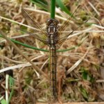 Keeled Skimmer Fem4.jpg