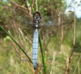 Keeled Skimmer Male3.jpg