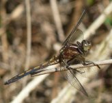 Keeled Skimmer Fem2.jpg