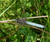 Keeled Skimmer Male.jpg