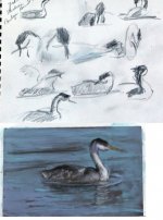 grebe pencil pastel.jpg