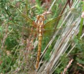 Keeled Skimmer Fem.jpg