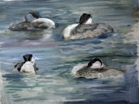 4 studies of resting grebe.jpg