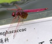 dragonfly G1 hass350mm lens_1500268.jpg