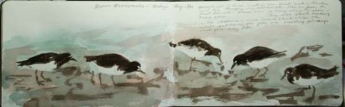 black-turnstone-watercolor-sketch-9631.jpg