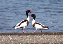 DUCK SHELLDUCK ACHLADERI LESVOS.jpg