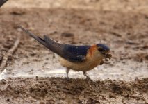 SWALLOW RED RUMPED ANAXOS LESVOS.jpg