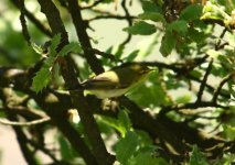 Z11WARBLER IPSILOU LESVOS112052009 (2).jpg