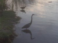 Heron.jpeg