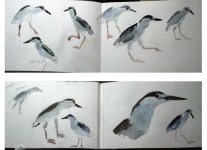 black crowned night heron sketches.jpg