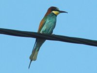 BeeEater June09.jpg