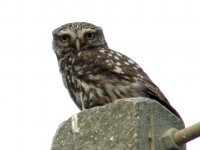 LittleOwl-June09.jpg