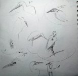 egret sketches 7 27621.jpg