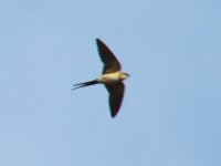 RedRumpSwallow-June09.jpg