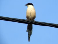 AWMagpie-June09.jpg