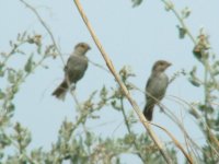 Waxbill-June09.jpg