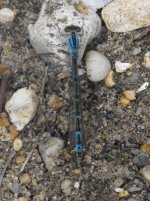 Mousehold Damselfly bf.jpg