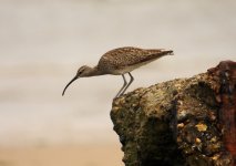 2 STEADY Waders Whimbrel 3 Titchwell 250709127072009.jpg