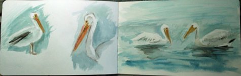 pelican watercolor sketches.jpg