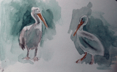 pelican-watercolor-sketches2.gif