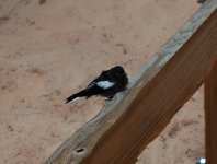 small painted redstart.jpg