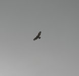 Buzzard140405-009-01.jpg