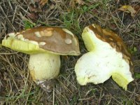 Boletus appendiculatus sm..jpg