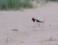 oystercatcher.jpg