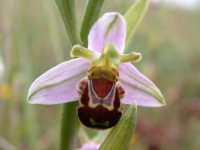 beeorchid.jpg