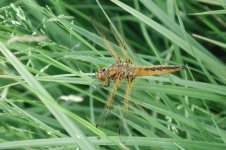 scarce chaser1.jpg