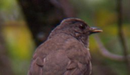 11-18-04 Caraca PN Thrush 2709.jpg