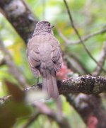 11-18-04 Caraca PN Thrush 2704.jpg