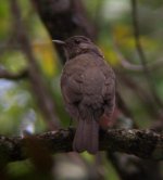 11-18-04 Caraca PN Thrush 2710.jpg