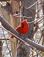 cardinal3.JPG