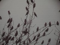 Waxwings 1.jpg