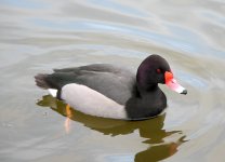 Rosy Billed Pochard (M) .JPG