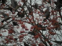 Waxwings 2.jpg