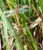 all in a row three Norfolk Hawkers cropped.jpg