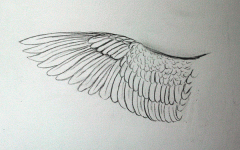 wing-diagram-top-9677.gif