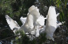 great egret feeding frenzy b sm.jpg