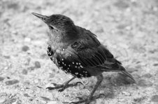 film-starling.jpg