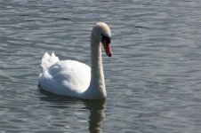 swan.jpg