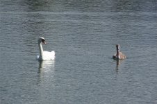 swan+cygnet.jpg