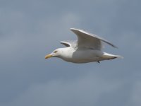 Gull-test-small.jpg