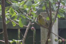 Lovely Greenfinch 024.jpg