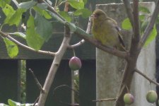 Lovely Greenfinch 025.jpg