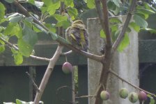 Lovely Greenfinch 026.jpg