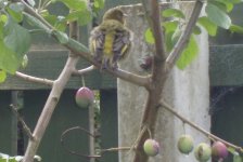 Lovely Greenfinch 027.jpg