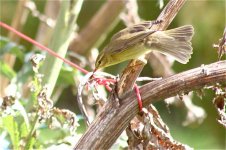 Willow Warbler Sept 09 1.jpg