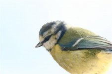 Blue Tit Sept 09.jpg